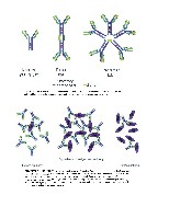 Bhagavan Medical Biochemistry 2001, page 1066